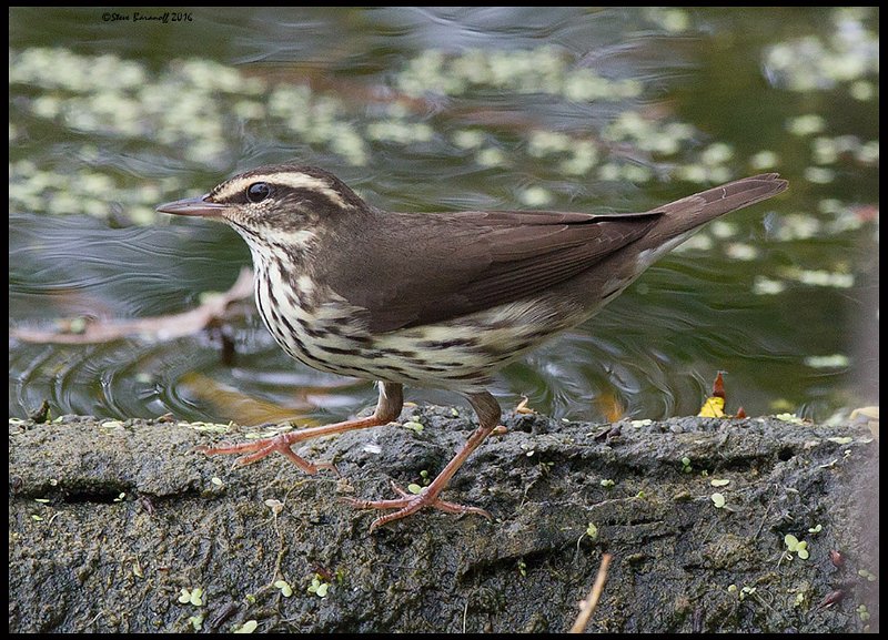 _6SB1328 northern waterthrush.jpg